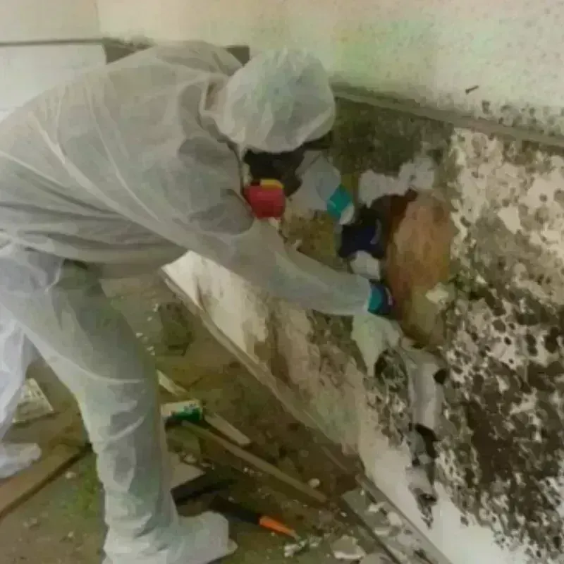 Mold Remediation and Removal in Cowpens, SC